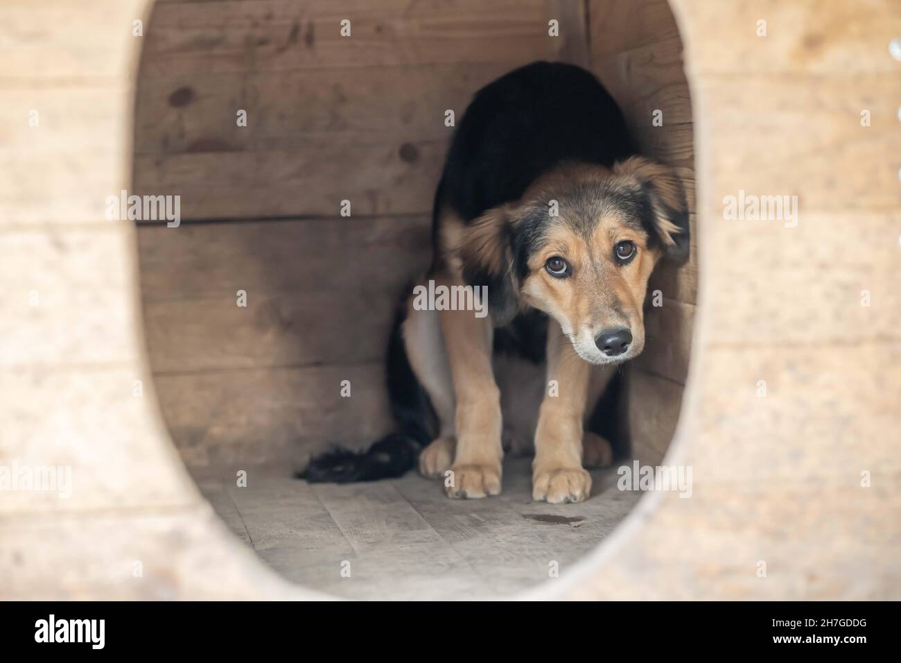 Un perro mongrel temeroso se esconde en una cabina. Foto de stock