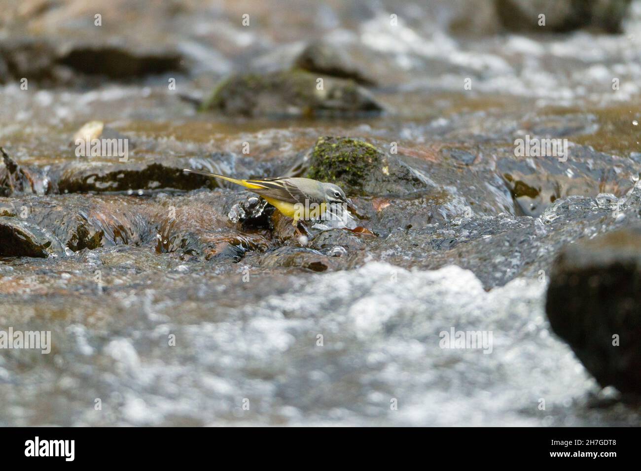 Grey Wagtail (Motacillia cinerea) masculino en busca de alimentos en la colina arroyo Baja Sajonia, Alemania Foto de stock