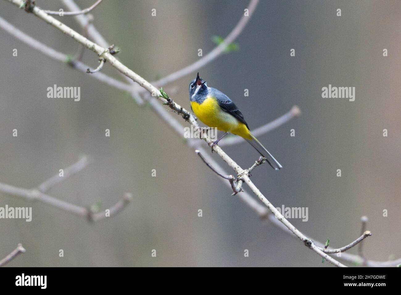 Gris Wagtail (Motacillia cinerea) canto masculino, encaramado en rama sobre el arroyo de la colina, Baja Sajonia, Alemania Foto de stock