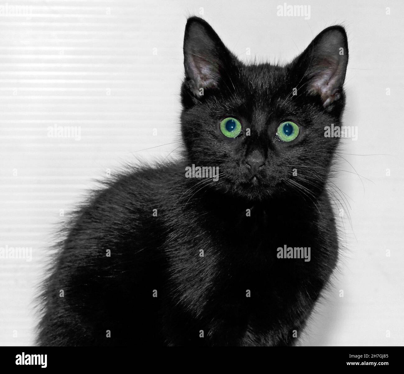 Gatito negro muy joven en casa Foster en Irlanda Foto de stock