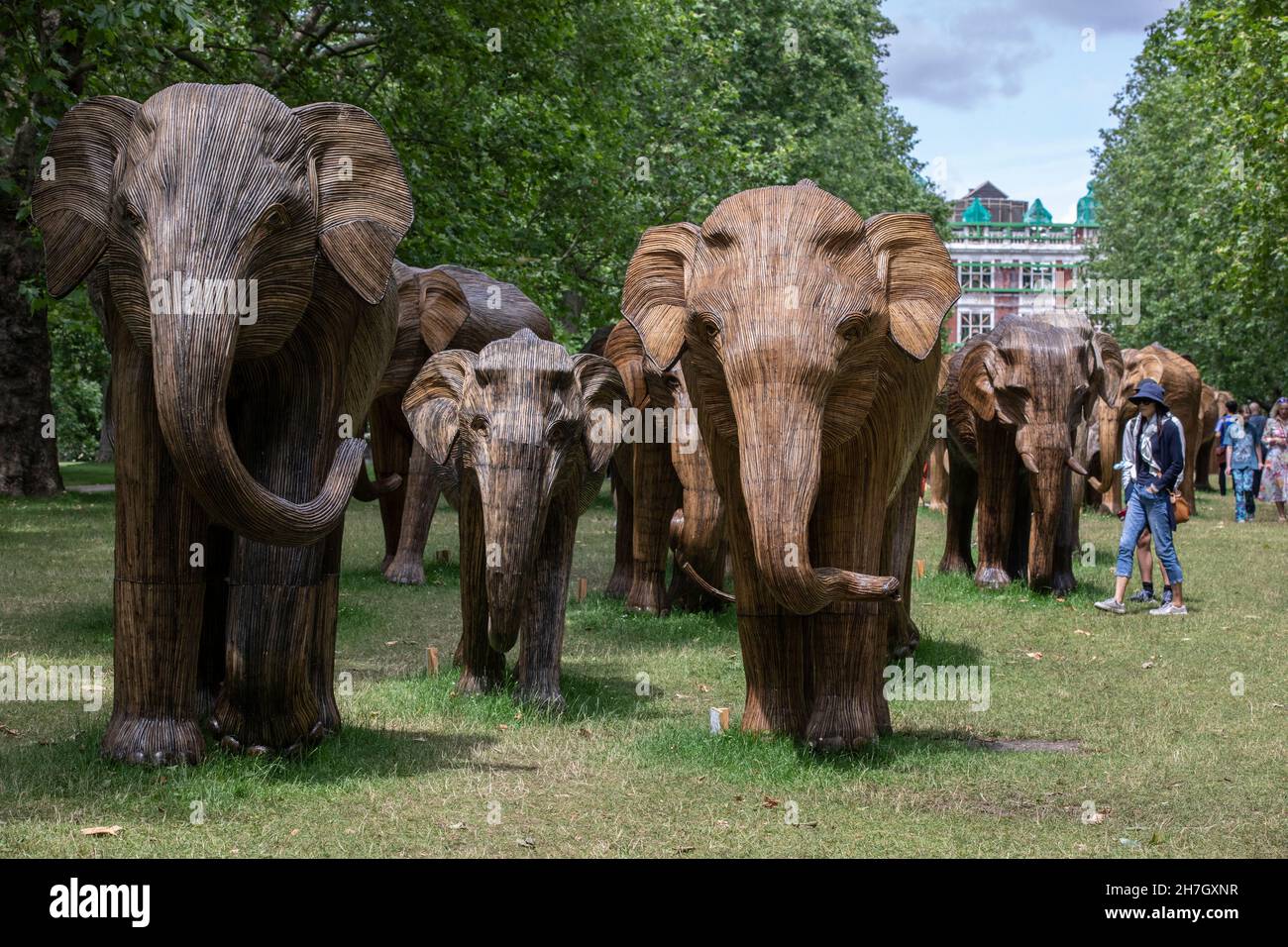Exposición de arte ambiental de coexistencia con 100 elefantes de lantana de tamaño natural en Green Park, recaudó más de 3m libras para proyectos de vida silvestre y humana, Londres. Foto de stock