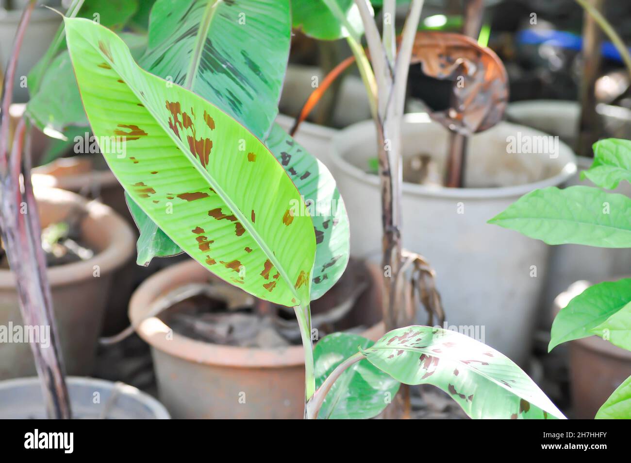 Planta bananera, bananas de sangre o Musa acuminata o Musa balbisiana o