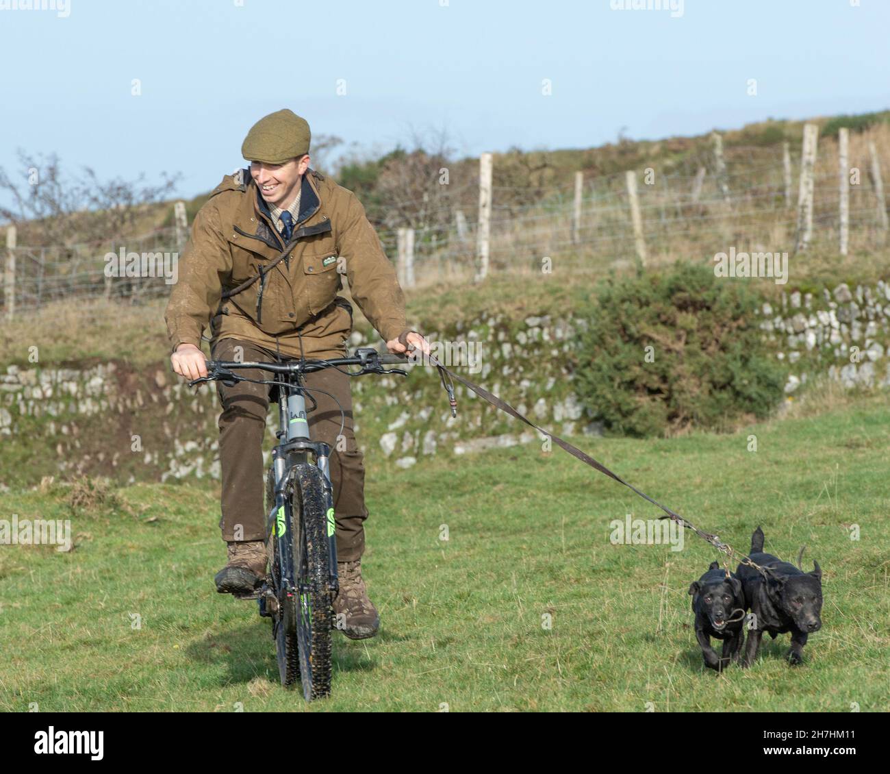 hombre ejercitando perros desde una bicicleta Foto de stock