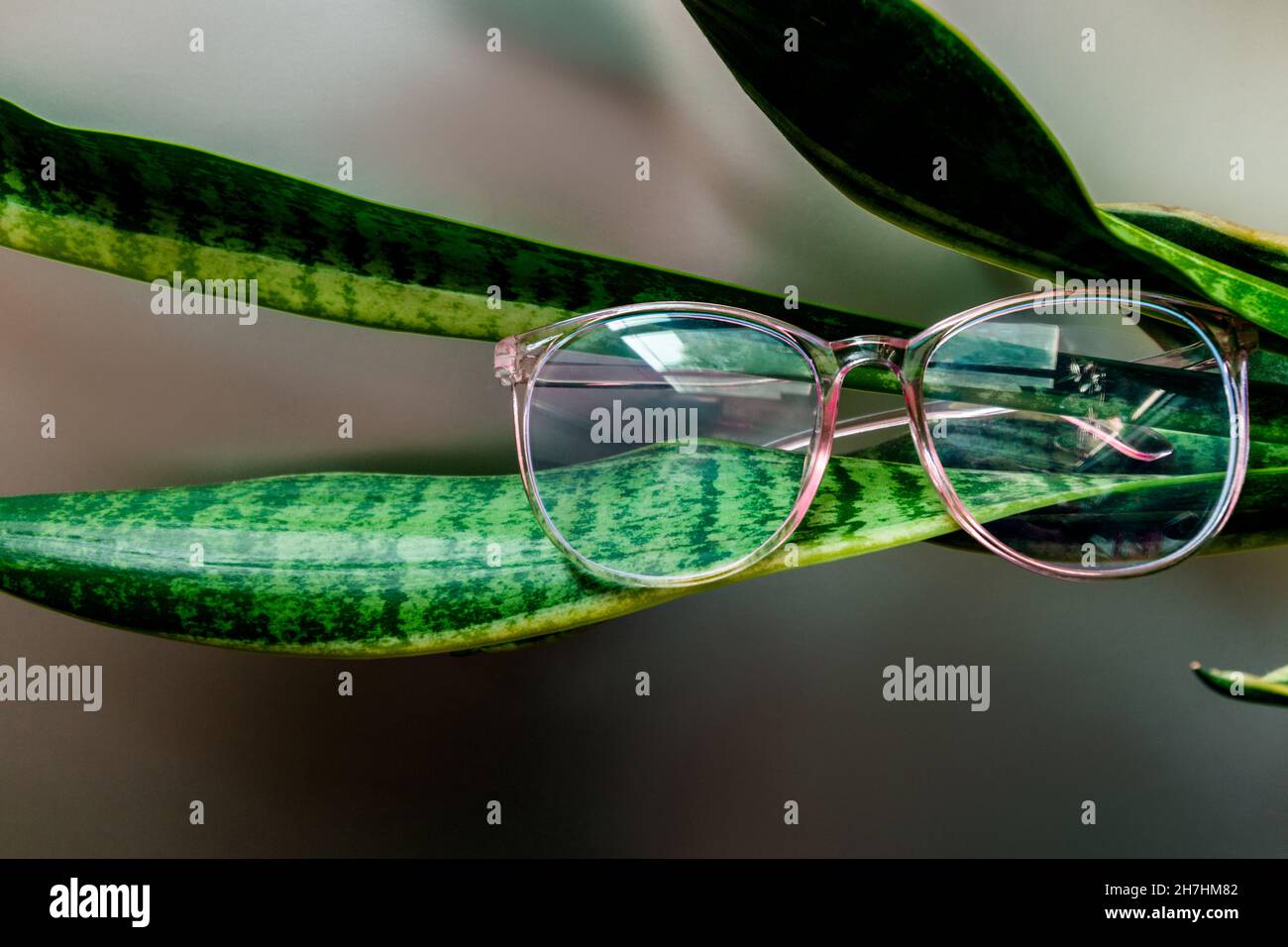 Gafas de ordenador de moda para mujer con marcos verdes. Fondo tropical. Foto de stock