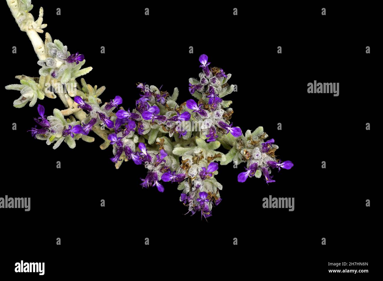 sedum sediforme, planta de piedra pálida, con flores azules, violetas y púrpura sobre fondo negro Foto de stock