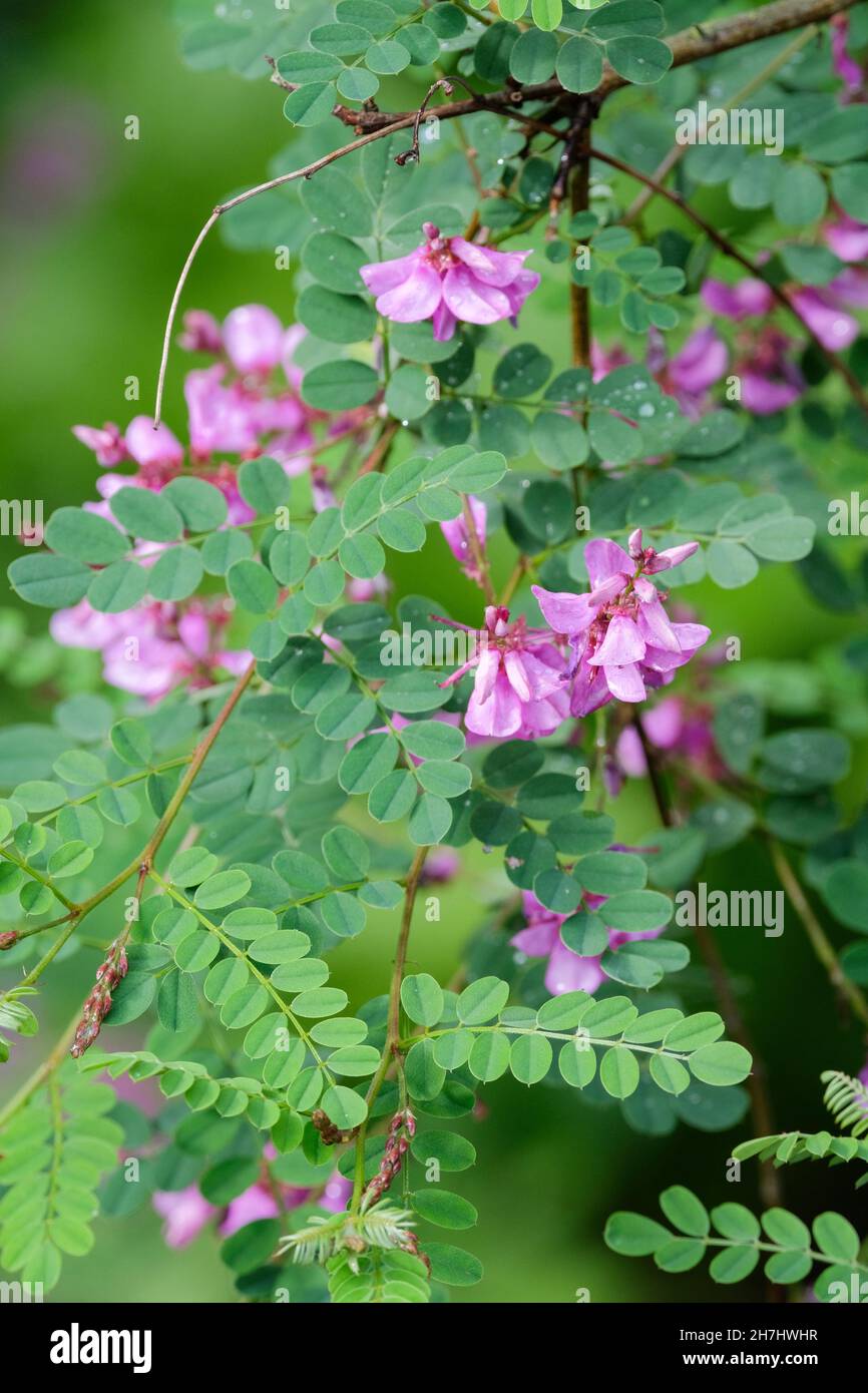 Indigofera heterantha, indigo del Himalaya, indigofera gerardiana. Flores púrpura-rosadas Foto de stock