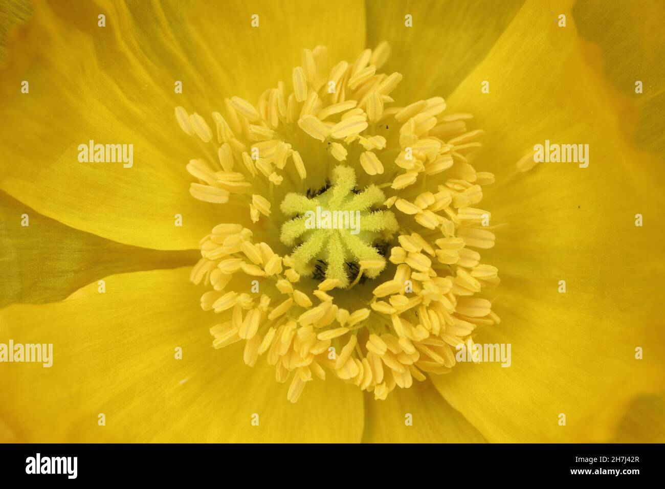 primer plano de una sola flor de amapola amarilla con vistas desde arriba Foto de stock