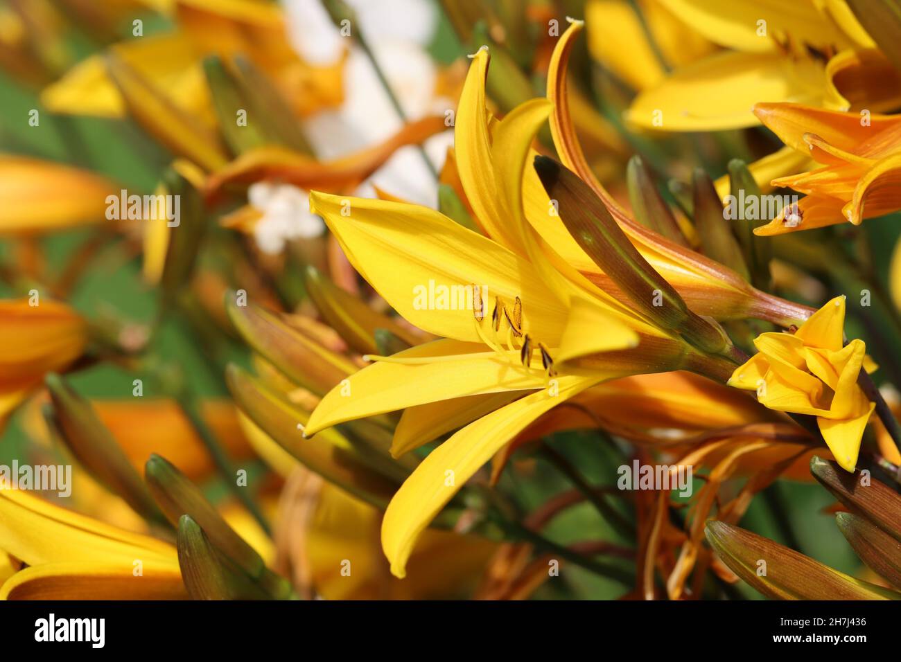 primer plano de flores amarillas hemerocallis, vista lateral Foto de stock