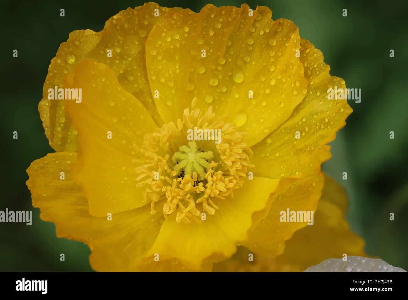 primer plano de una hermosa flor de amapola con pequeñas gotas de lluvia en los pétalos Foto de stock