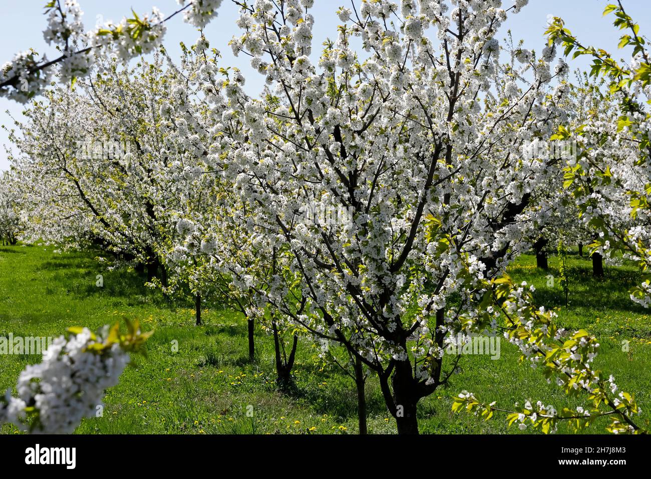 Estos son árboles frutales en flor. Una naturaleza tan hermosa se puede admirar en primavera en muchos lugares en Polonia Foto de stock