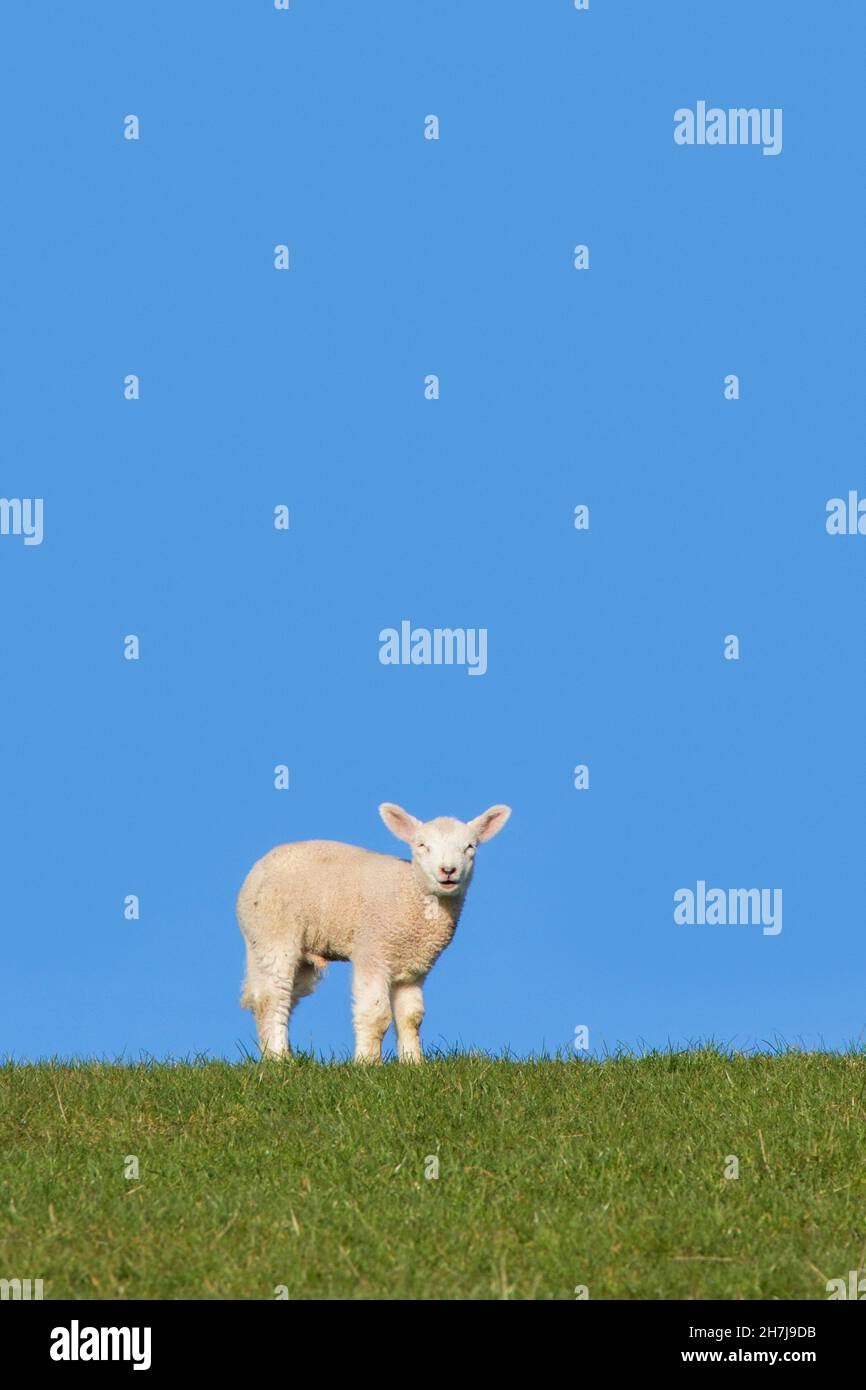 Solo cordero blanco de oveja doméstica retratado contra el cielo azul Foto de stock