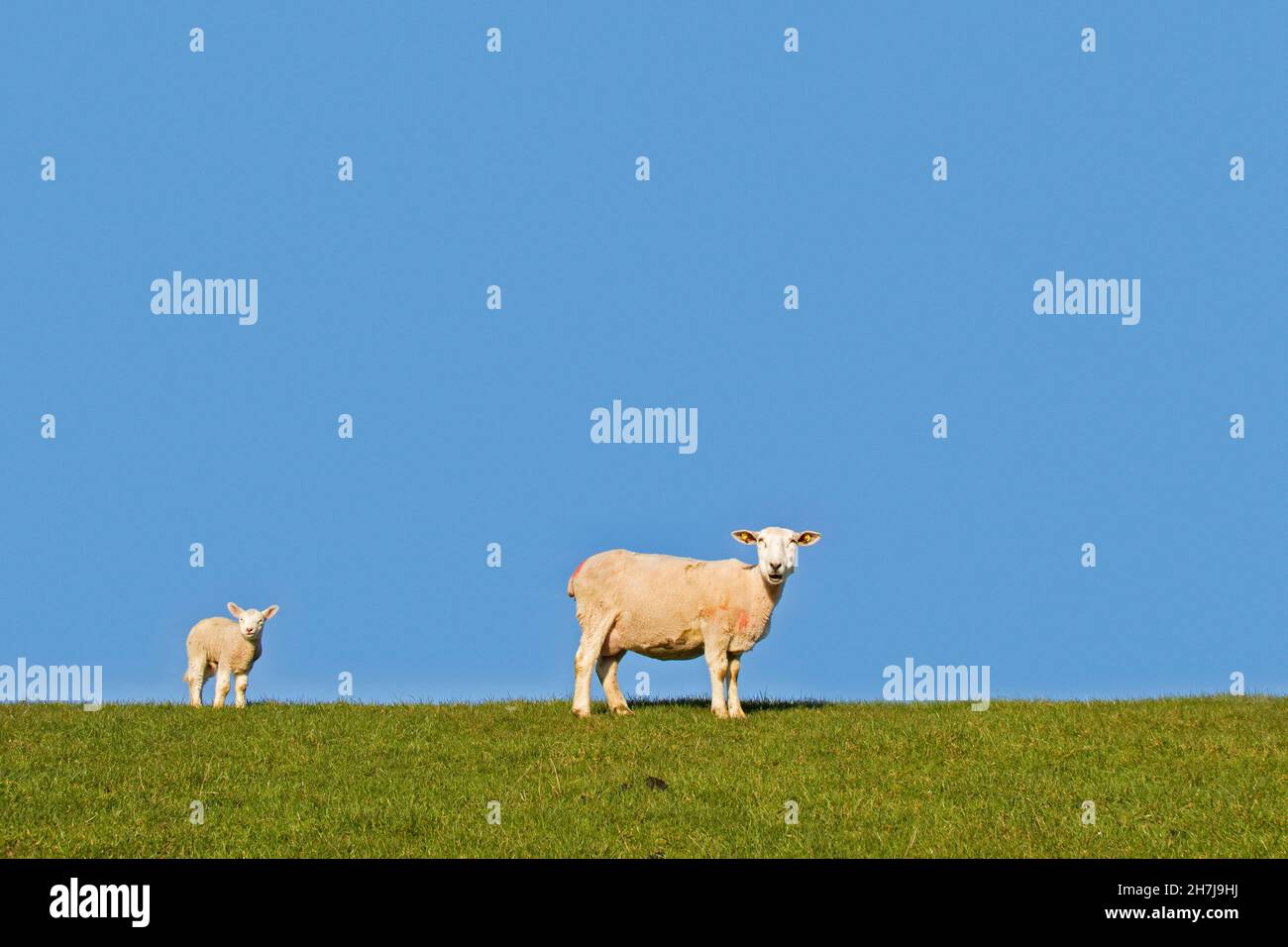 Oveja doméstica con cordero blanco retratado contra el cielo azul Foto de stock