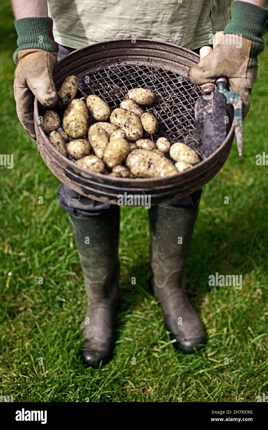 Mujer sosteniendo la patata cruda en el césped Foto de stock