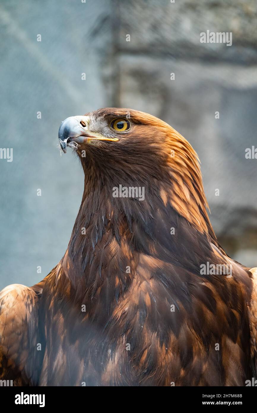 Retrato de Ave de presa Águila Dorada. El águila dorada, Aquila chrysaetos,  es un ave de presa que vive en el hemisferio norte Fotografía de stock -  Alamy