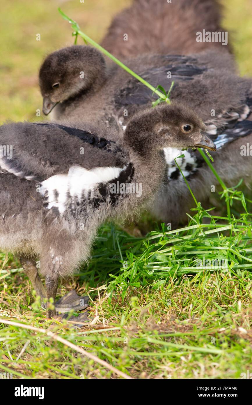 Geese de pecho rojo (Branta ruficollis). Aves jóvenes, inmaduras, o goslings. Alimentación de Goosegrass (Galium aparine). Foto de stock