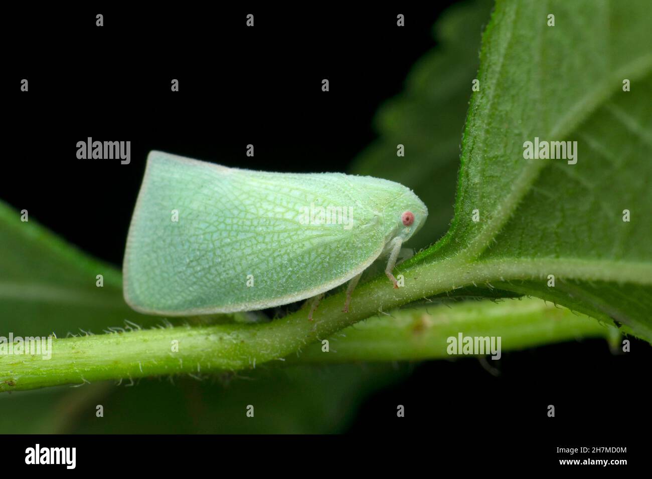 Fulgorid treehopper, especies de Siphanta, Satara, Maharashtra, India Foto de stock