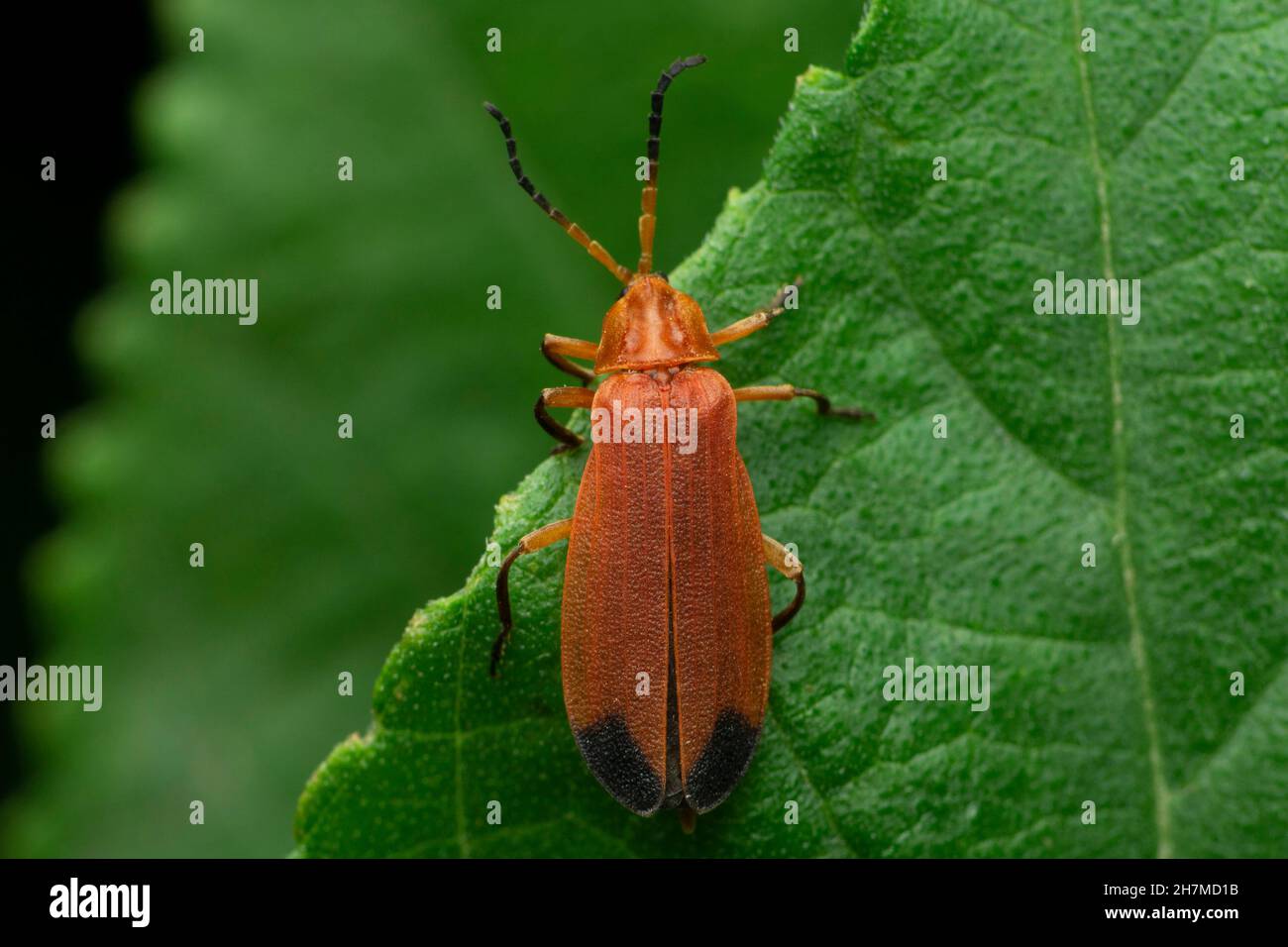 Especies de Firefly, Satara, Maharashtra, India Foto de stock