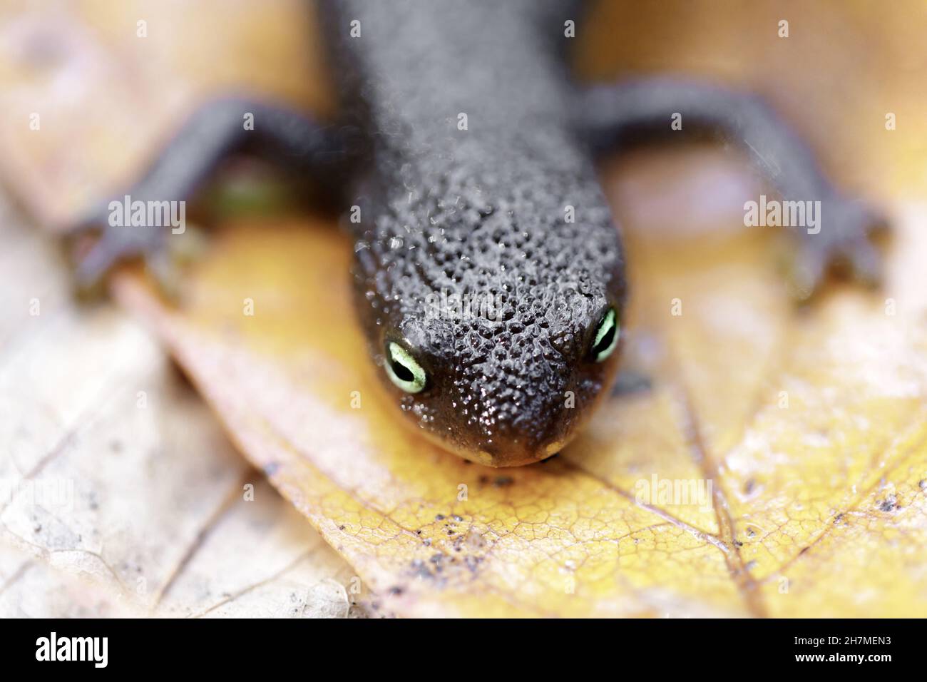 Enfoque selectivo de la cabeza Newt de California y las piernas delanteras. Coal Creek Preserve, Santa Clara County, California, Estados Unidos. Foto de stock