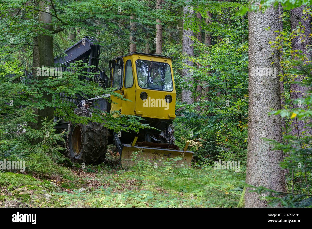 El monstruo en el bosque, una máquina de recolección de madera se encuentra entre los árboles y mira entre las hojas con sus luces redondas. Foto de stock