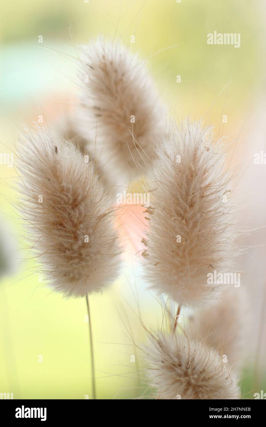 Lagurus ovatus. Los tufts secados decorativos de la hierba de la cola de Bunny. También se llama hierba de la cola de Hare Foto de stock