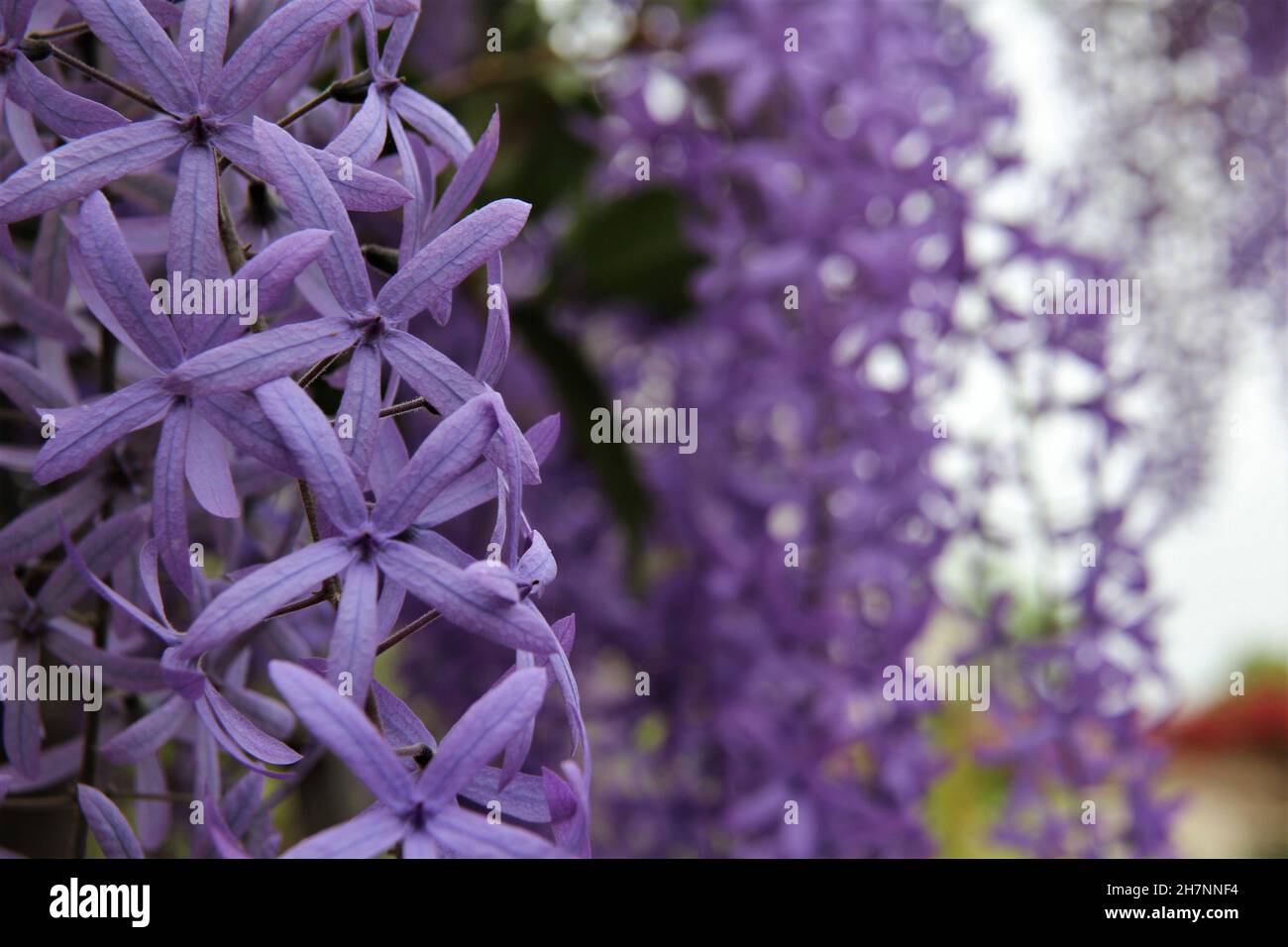 Flores en forma de estrella lila fotografías e imágenes de alta resolución  - Alamy