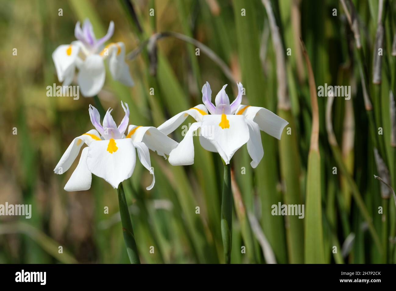 Dietes iridioides, Lily Fortnight, iris salvaje, iris del cabo, Moraea iridioides, dietes vegeta, iris africano, iris morea. Blanco/amarillo/violeta Fotografía de stock - Alamy Dietes iridioides, Lily Fortnight, iris salvaje, iris del cabo, Moraea iridioides, dietes vegeta, iris africano, iris morea. Blanco/amarillo/violeta Fotografía de stock - Alamy