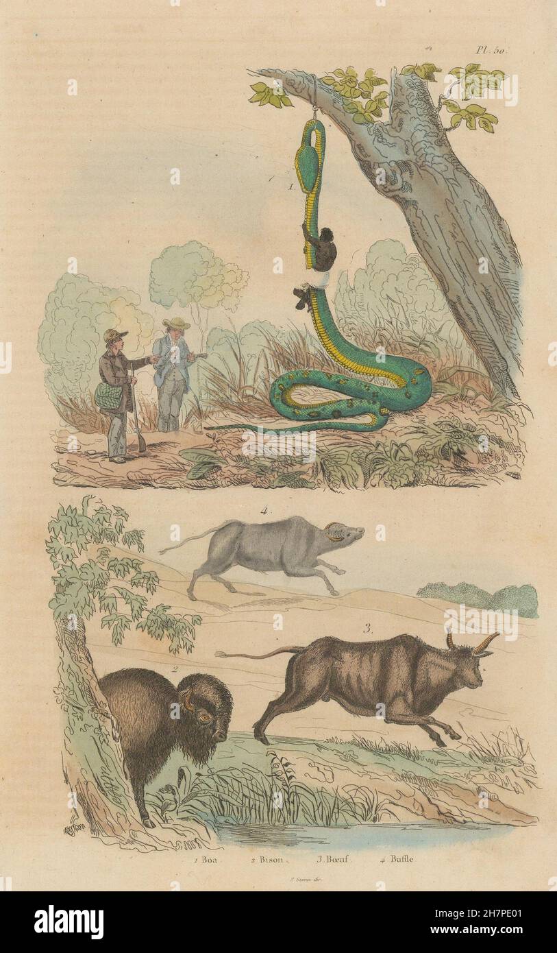 Animales: Captura de una Boa Constrictor. Los bisontes. Boeuf (OX). Buffle (búfalo), 1833 Foto de stock