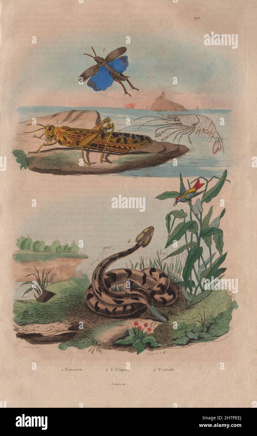 Animales: Crevette (camarones). Criquet (la langosta). Crotale (serpiente de cascabel), 1833 Foto de stock