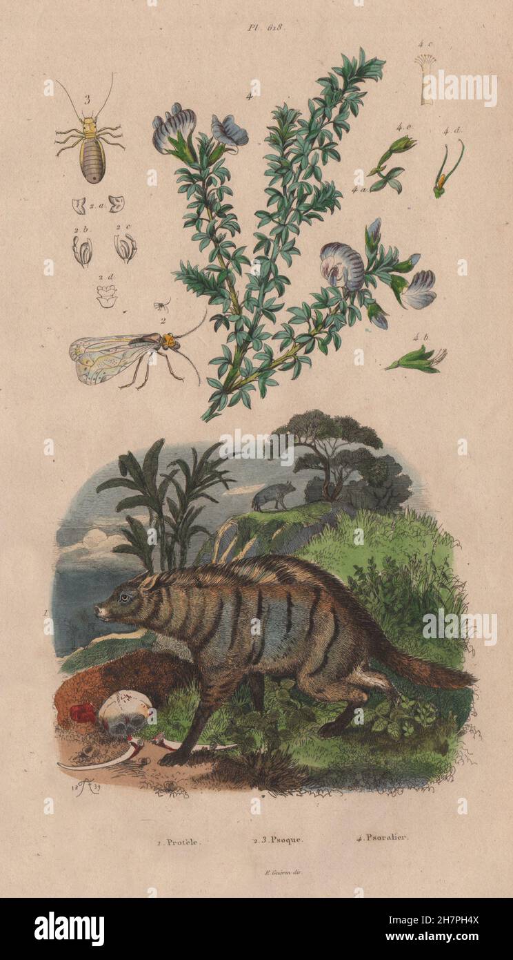 (Aardwolf Protèle). (Psocoptera booklice). Psoralea (tumbleweed), impresión de 1833 Foto de stock