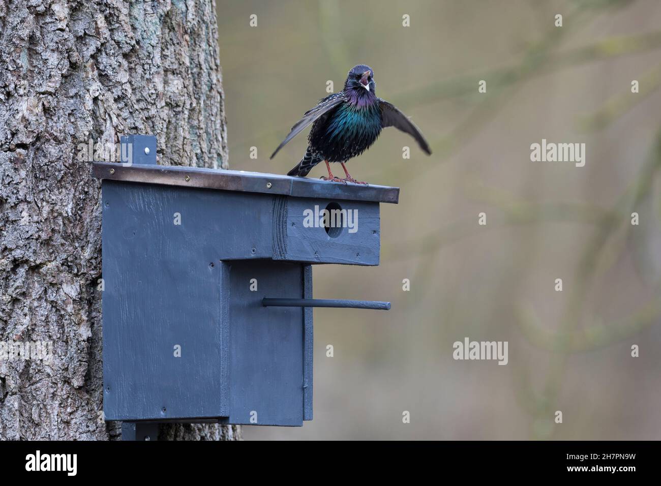 Star, Am Nistkasten, Starenkasten, mardersicherer Nistkasten, Sturnus vulgaris, Starling europeo, starling, caja de anidación, L'étourneau sansonnet Foto de stock