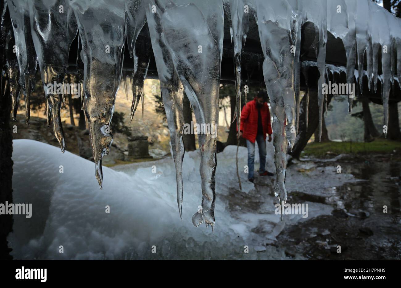 Srinagar, India. 24th de noviembre de 2021. Cristales de hielo cuelgan de ramas de árboles durante un frío día de invierno en Tangmarg, a unos 50 km al norte de la ciudad de Srinagar. Una ola de frío endureció aún más su control sobre Jammu y Cachemira, con la mayoría de los lugares en el estado registrando temperaturas inferiores a cero. Las temperaturas inferiores a cero han congelado muchos cuerpos de agua en Cachemira e incluso los grifos de agua potable se han congelado en algunos lugares. Crédito: Mayoría Mundial CIC/Alamy Live News Foto de stock