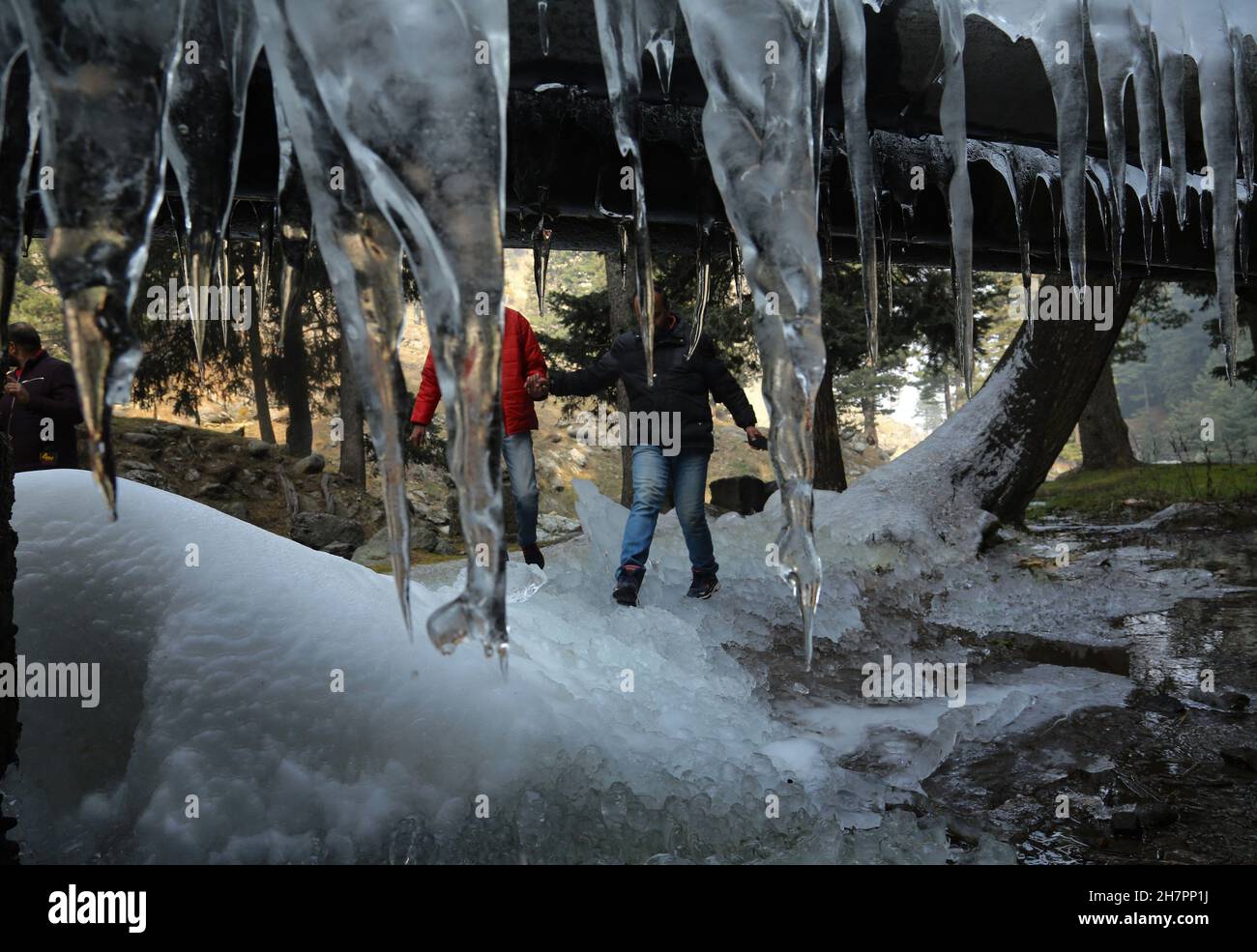 Srinagar, India. 24th de noviembre de 2021. Cristales de hielo cuelgan de ramas de árboles durante un frío día de invierno en Tangmarg, a unos 50 km al norte de la ciudad de Srinagar. Una ola de frío endureció aún más su control sobre Jammu y Cachemira, con la mayoría de los lugares en el estado registrando temperaturas inferiores a cero. Las temperaturas inferiores a cero han congelado muchos cuerpos de agua en Cachemira e incluso los grifos de agua potable se han congelado en algunos lugares. Crédito: Mayoría Mundial CIC/Alamy Live News Foto de stock