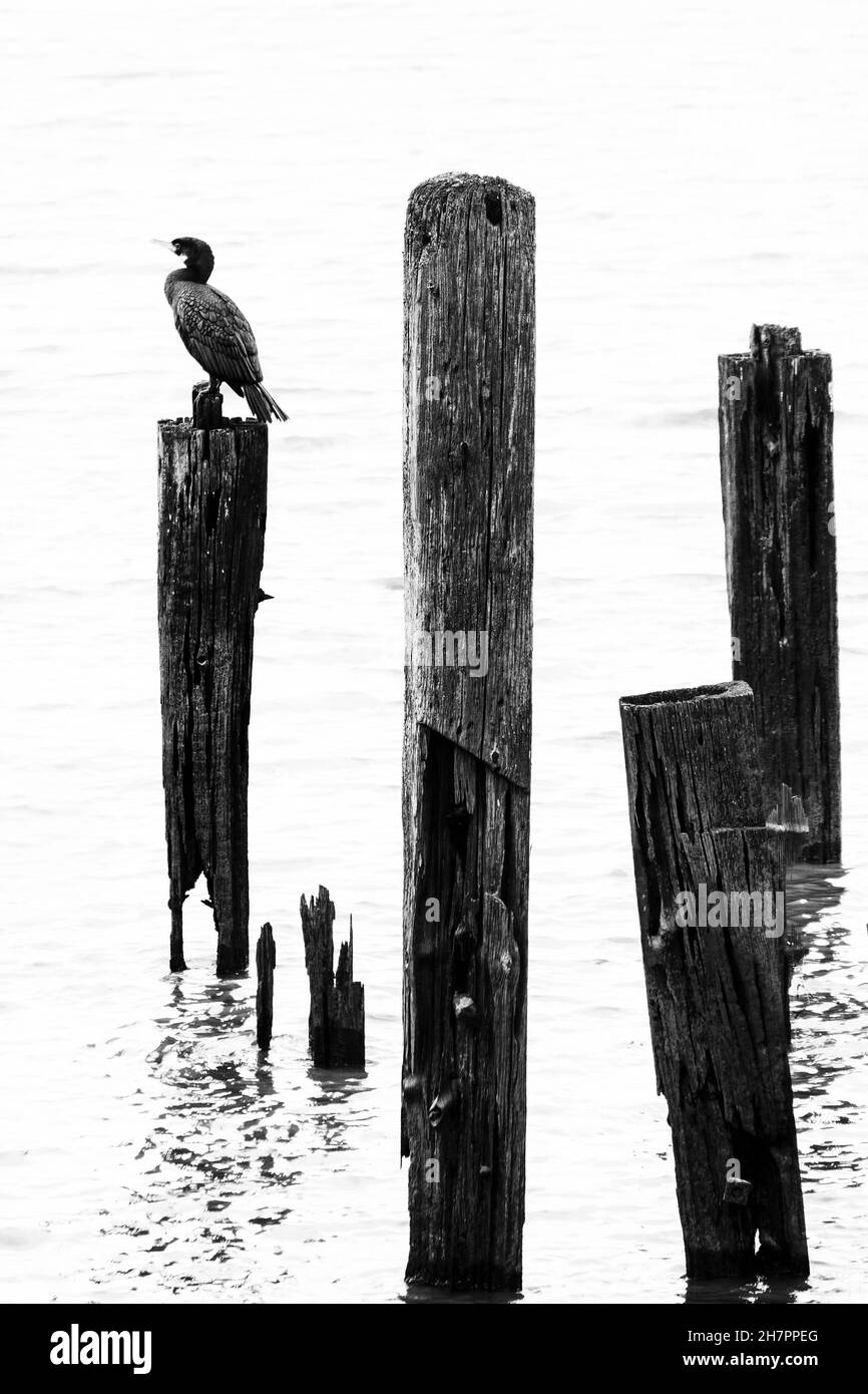 Imagen en blanco y negro de alto contraste de los pilotes de Cormorant y de madera antigua, River Thames, Londres, Reino Unido. Foto de stock
