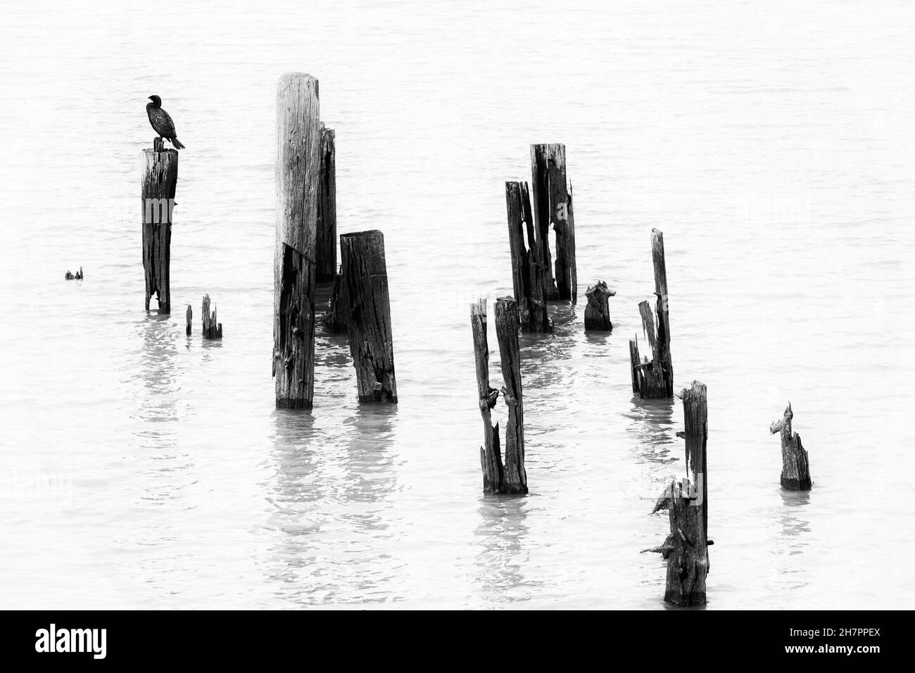 Imagen en blanco y negro de alto contraste de los pilotes de Cormorant y de madera antigua, River Thames, Londres, Reino Unido. Foto de stock