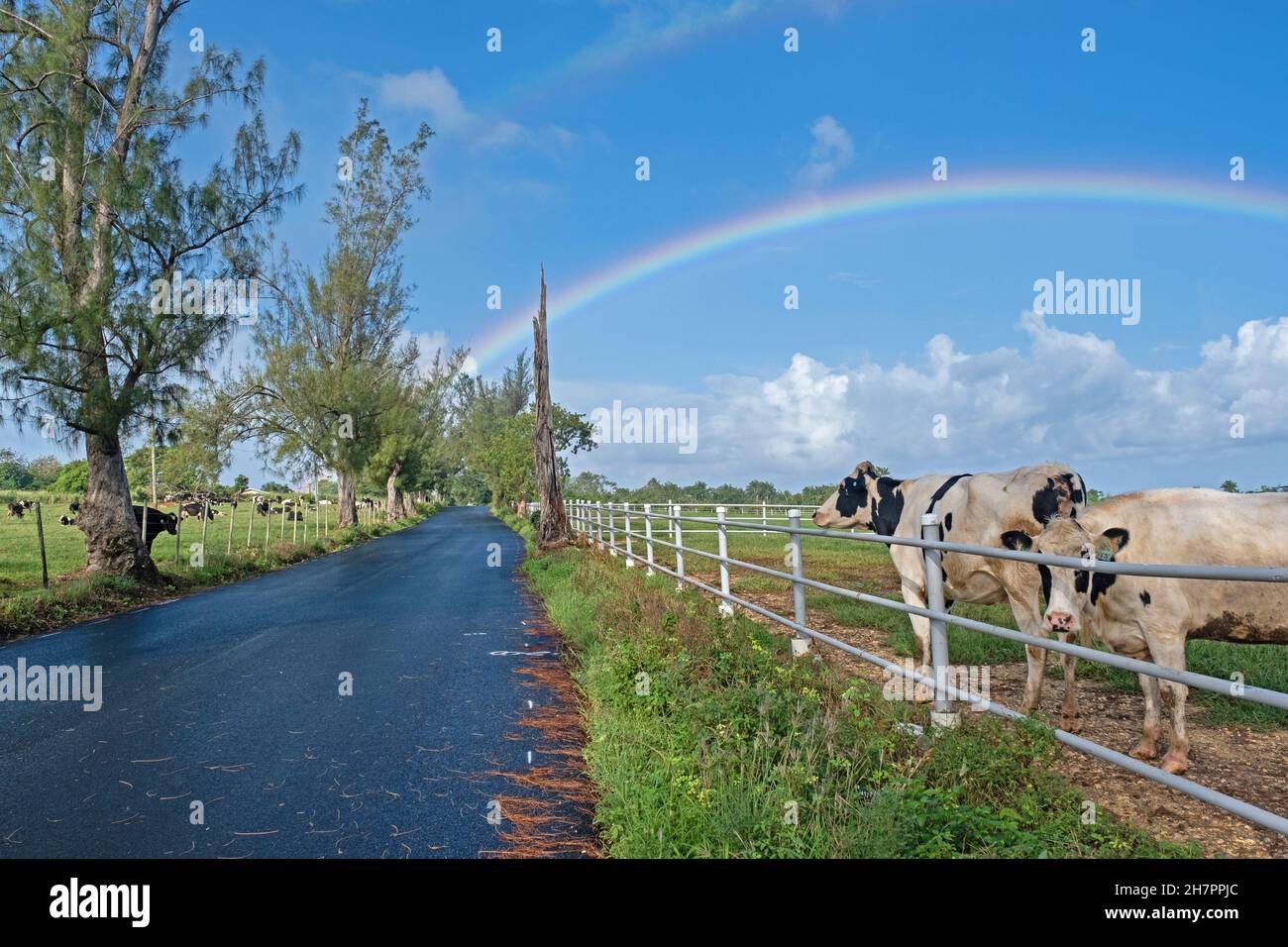 Arco iris y vacas lecheras en campo a lo largo de la carretera del país en la parte central de Puerto Rico, Antillas Mayores, Caribe Foto de stock