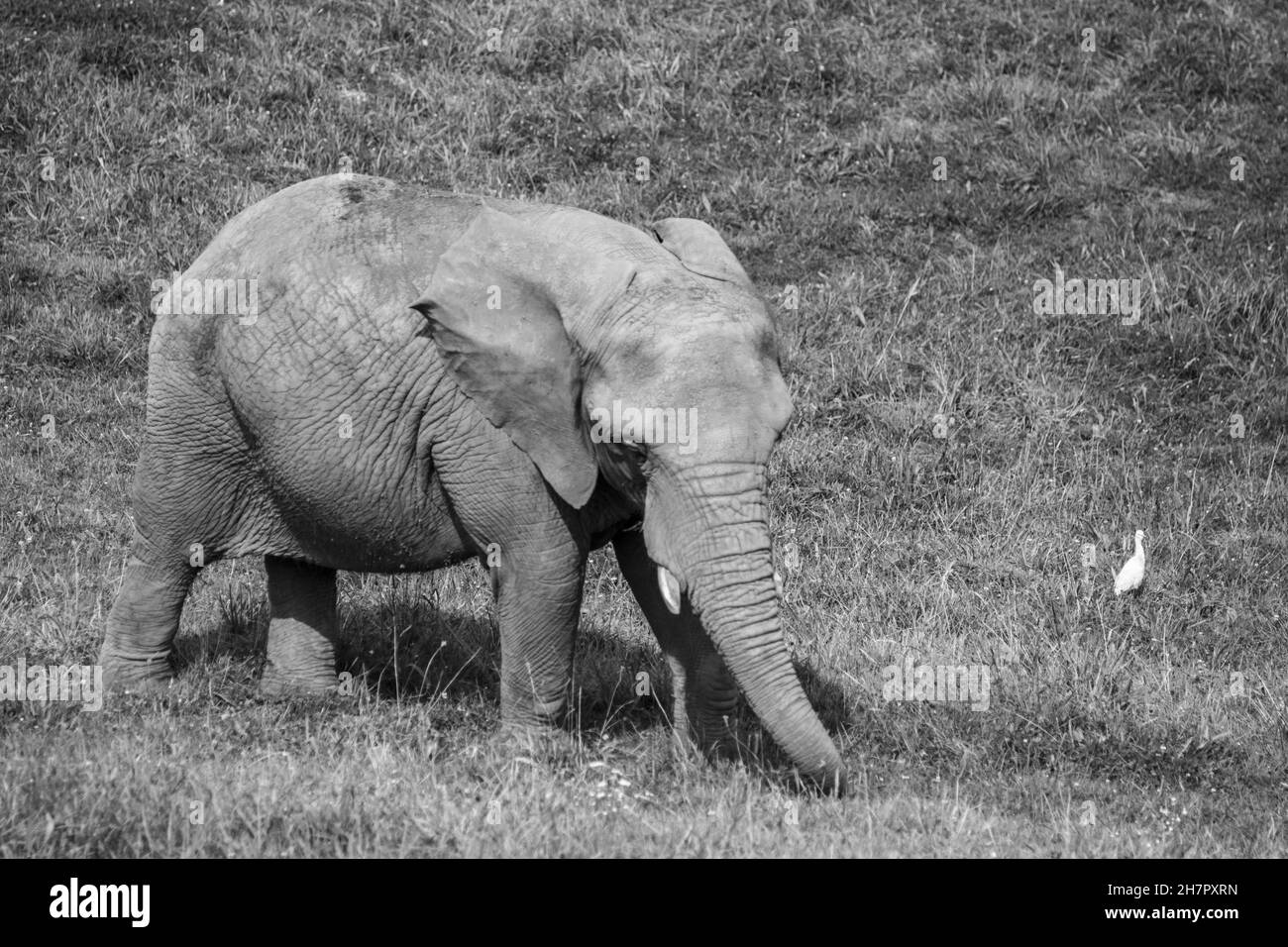 Captura en escala de grises de un elefante caminando en un campo Foto de stock
