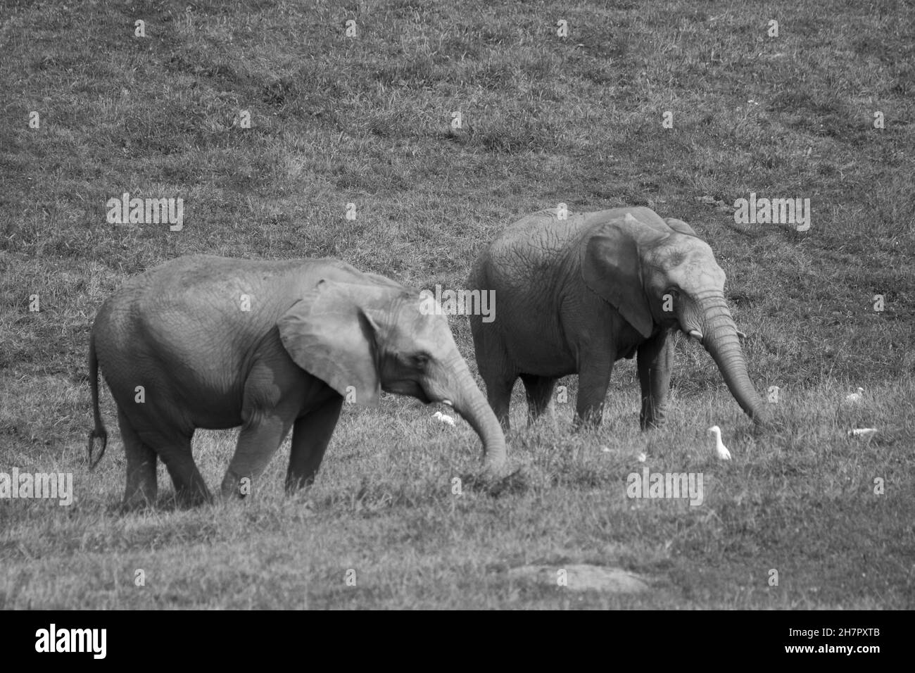 Escala de grises de dos elefantes caminando en un campo Foto de stock