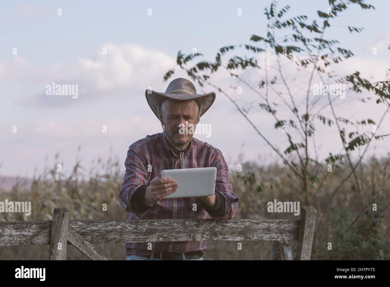 Hombre adulto granjero usando sombrero de vaquero usando la tableta para la comunicación, hojeando, compras en línea etc..En su campo agrícola Foto de stock