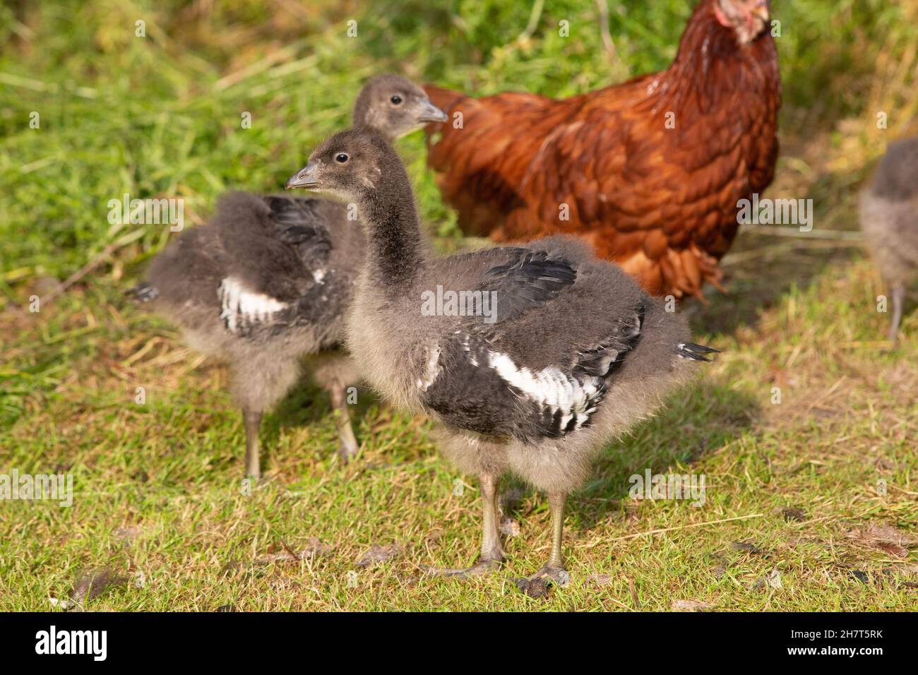 Geese de pecho rojo (Branta ruficollis). Aves inmaduras, juveniles, o goslings, ? días de edad siendo criado de crianza por una gallina de la burodia doméstica, en el fondo. Foto de stock