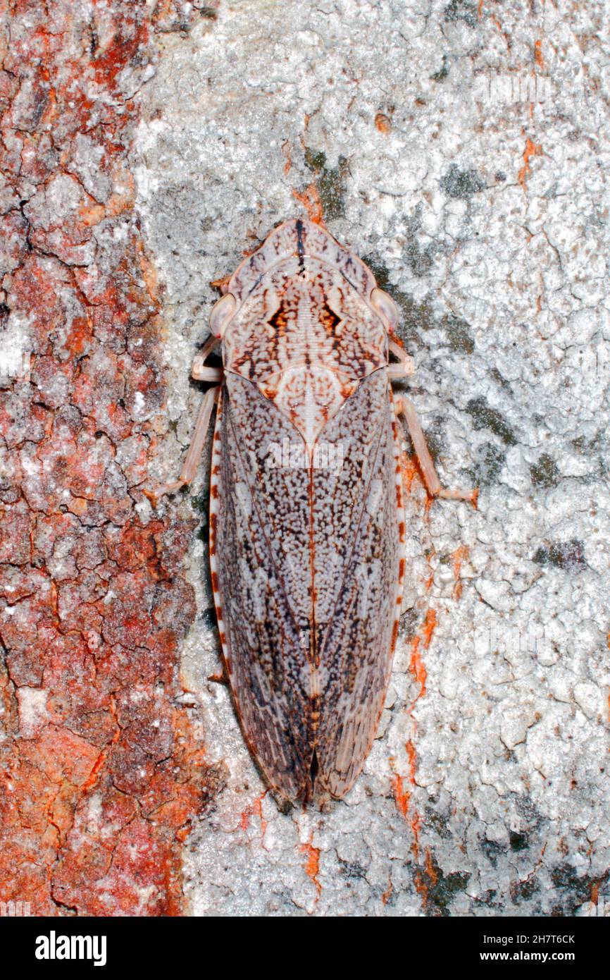 Leafhopper negro de cabeza plana, depresiva de Stenocis. Adulto. Coffs Harbour, Nueva Gales del Sur, Australia Foto de stock
