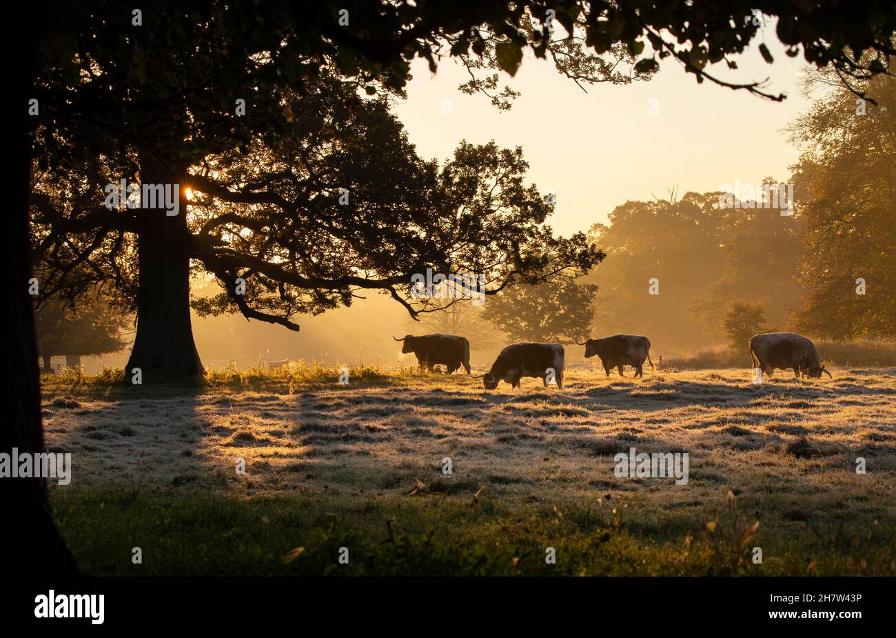Inglés Longhorn Cattle en prados en la Casa de Rousham, Oxfordshire, Inglaterra Foto de stock