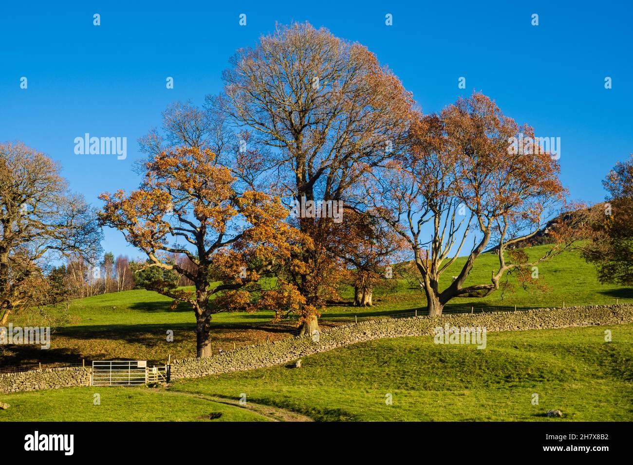 A pie desde el puente de Barden a Simon Seat a través del Valle de la Desolación cerca de la abadía de Bolton en los valles de Yorkshire Foto de stock