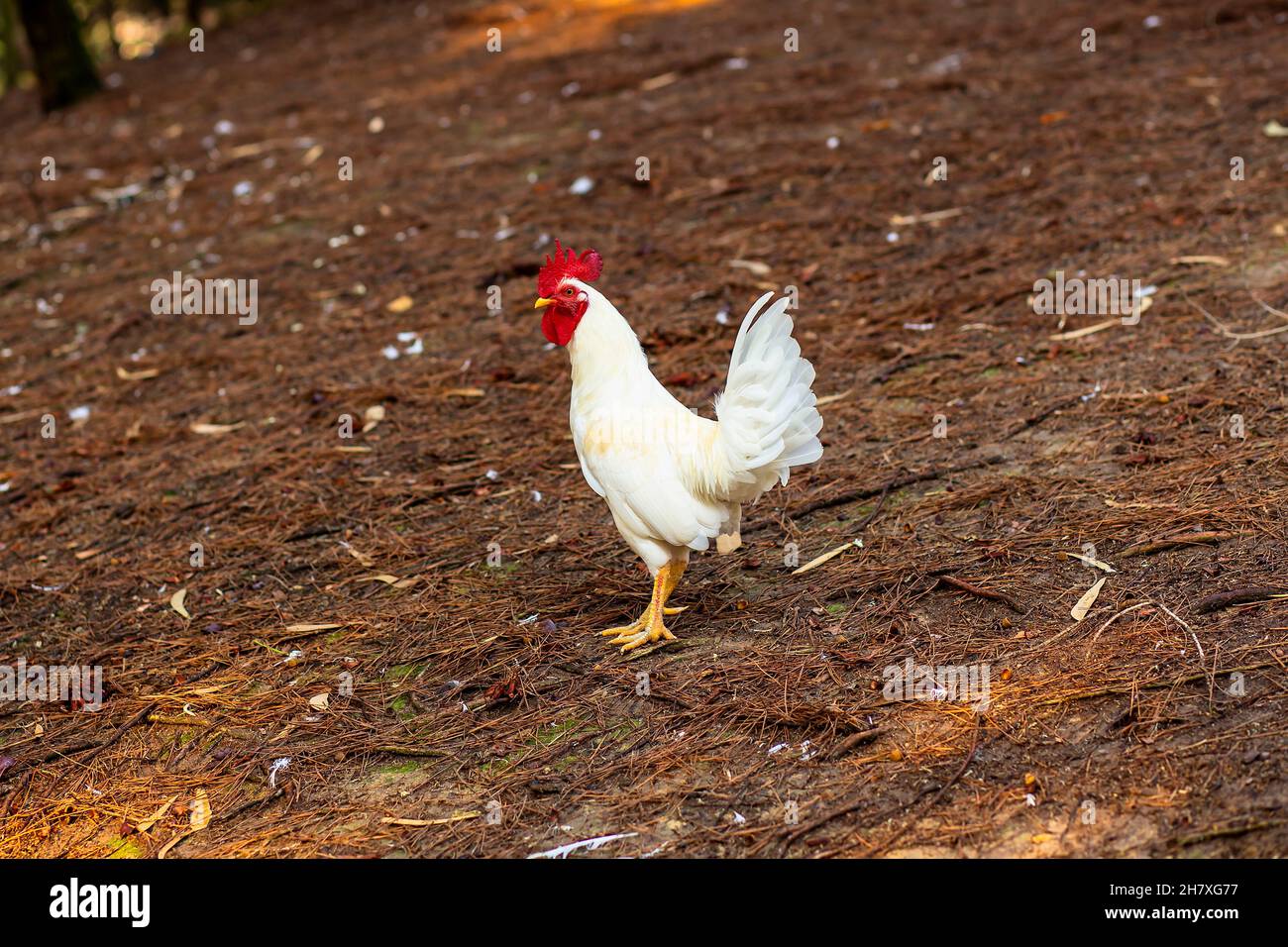 gallo blanco en la granja de pollos. Foto de stock