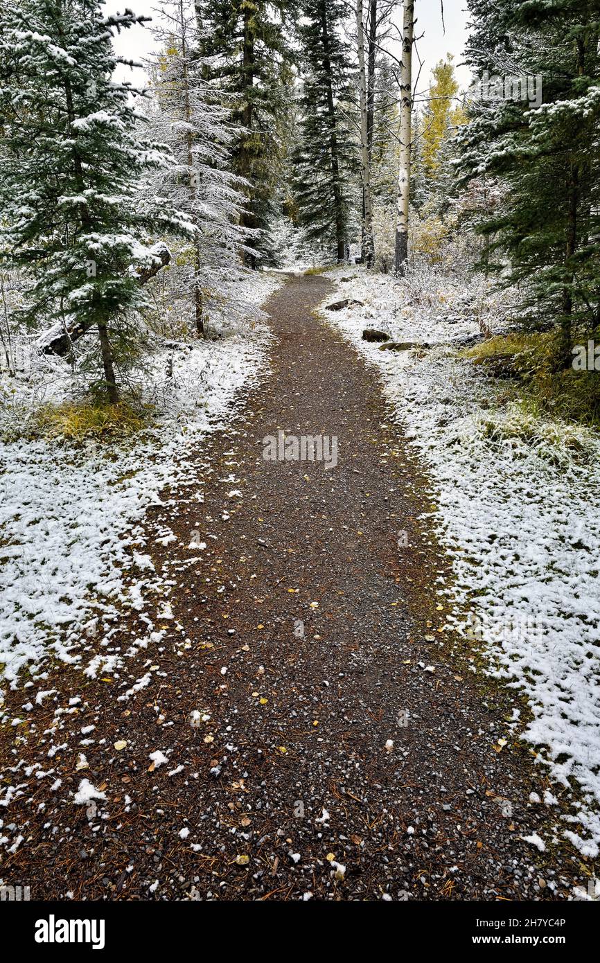 Un camino a pie a través de una zona boscosa en Switzer Park en la zona rural de Alberta, Canadá Foto de stock