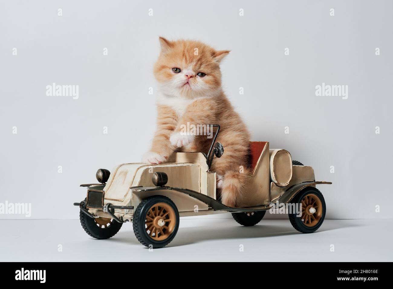 lindo gato jugando con un juguete de coche en un fondo blanco aislado Foto de stock