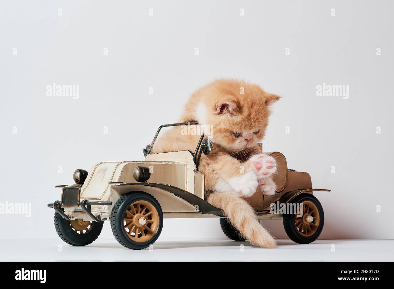 lindo gato jugando con un juguete de coche en un fondo blanco aislado Foto de stock