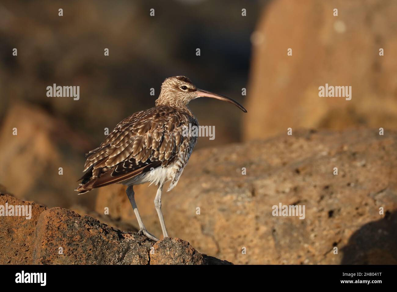 Whimbrel en una orilla rocosa donde alimentan la caza de crustáceos entre las rocas. Estas imágenes de septiembre serían un individuo que invertiría. Foto de stock