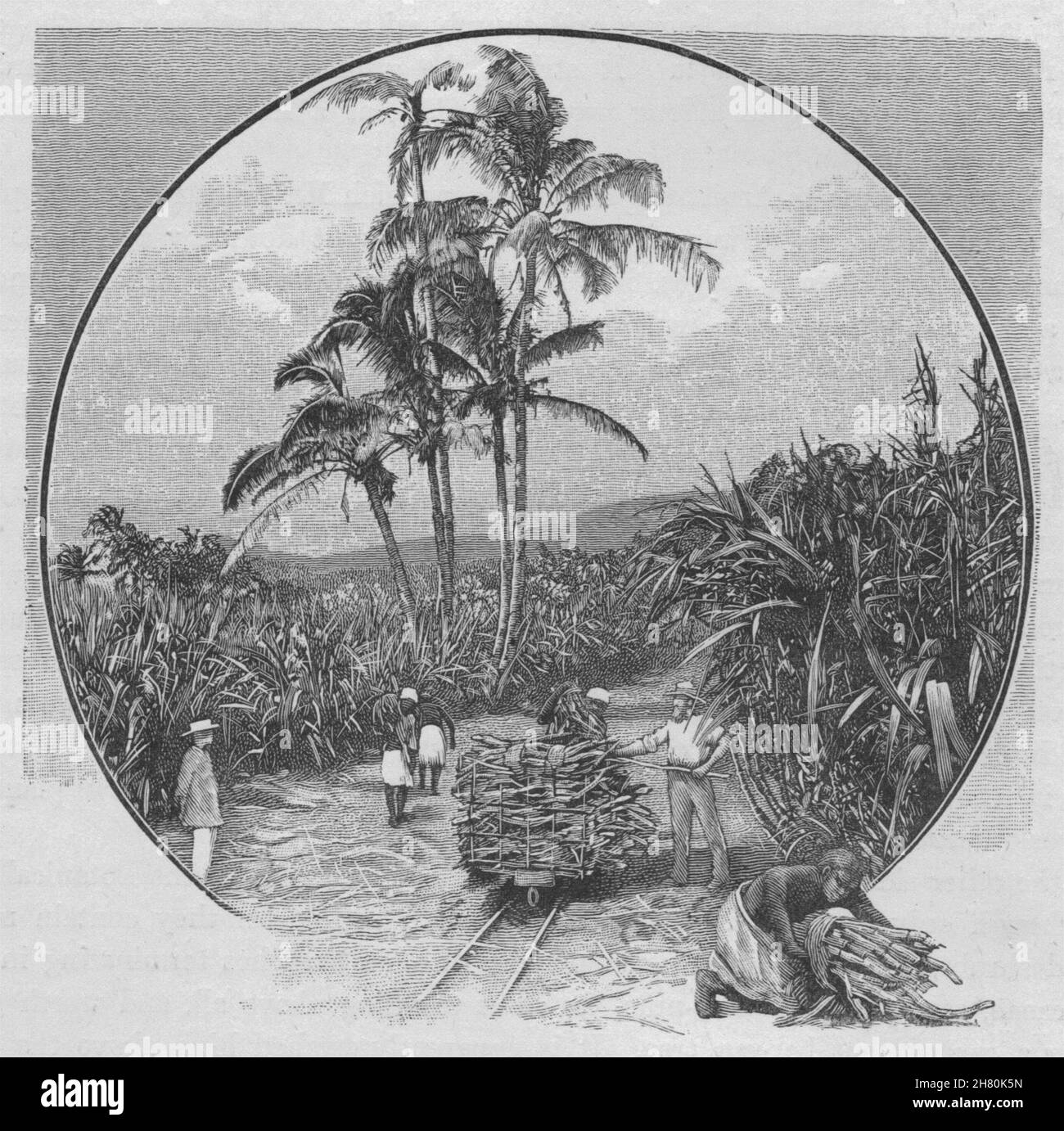 Una plantación de caña de azúcar. Fiji 1890 vintage antigua imagen de impresión Foto de stock