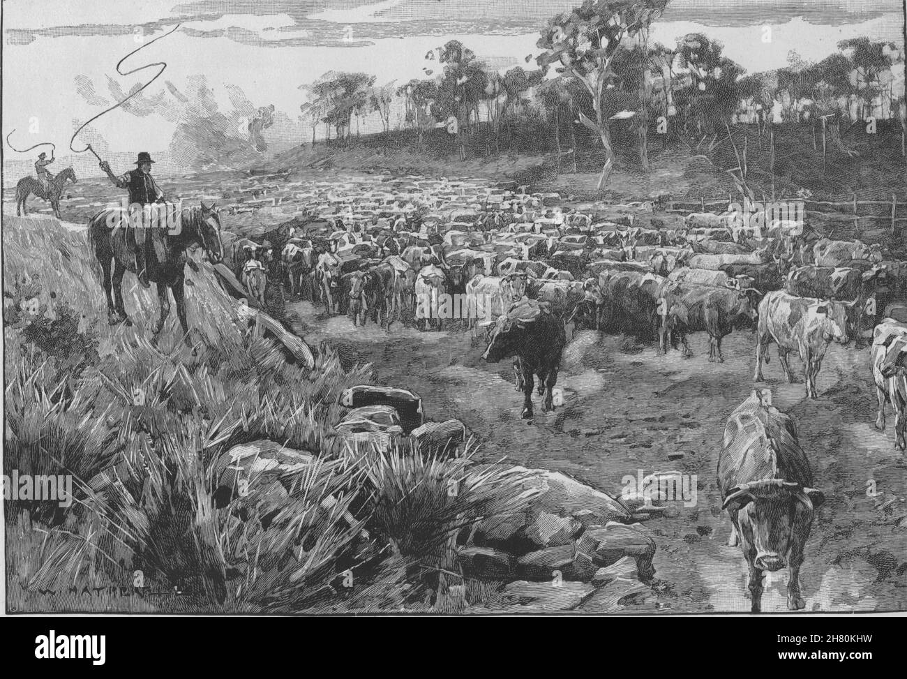 Una muchedumbre de ganado. El Eureka stockade. Australia 1890 antigua imagen de impresión Foto de stock