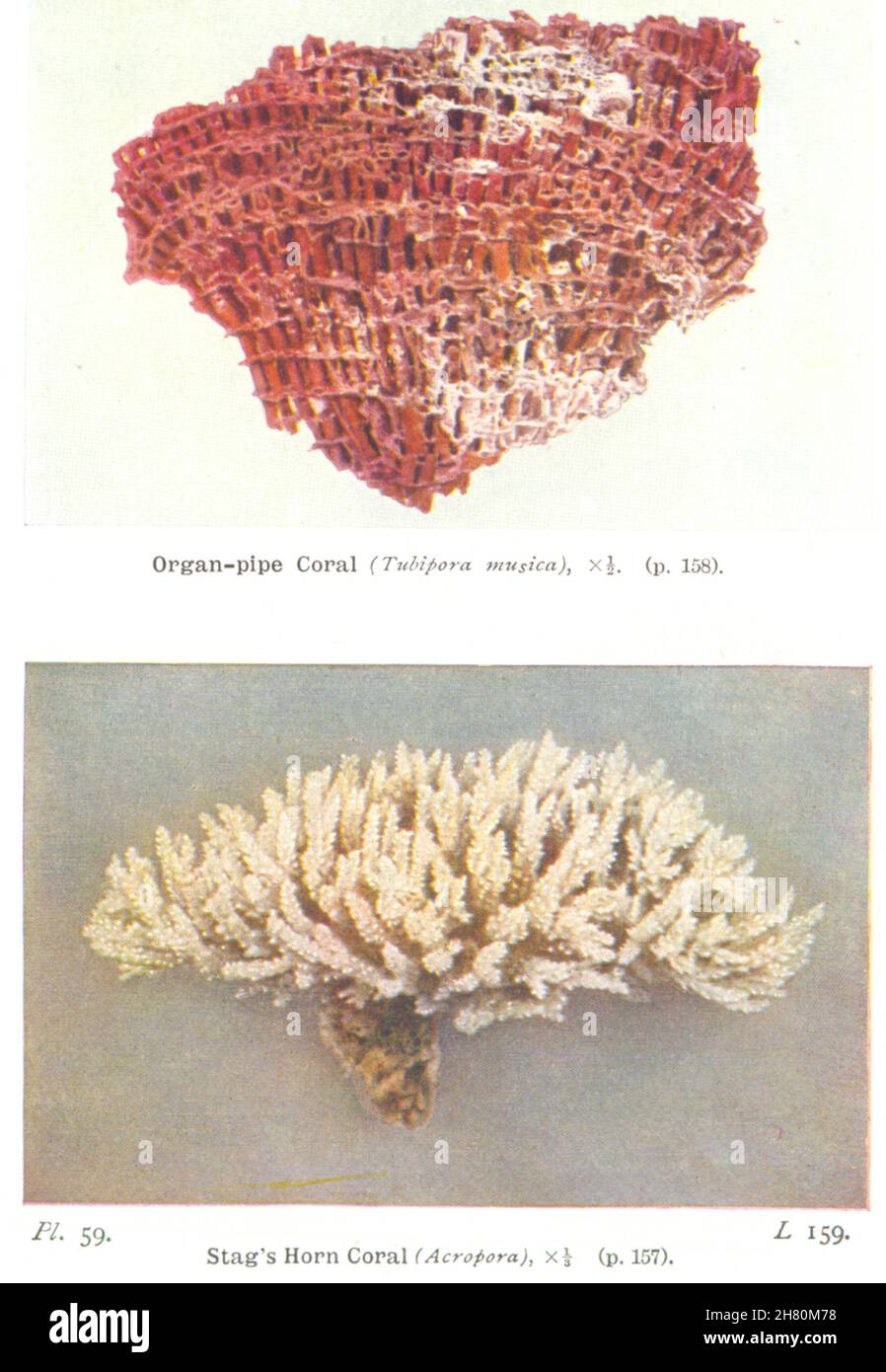 CORAL. Coralino de Tubería (Tubipora musica) Coral de cuerno de Stag (Acropora) 1936 Foto de stock